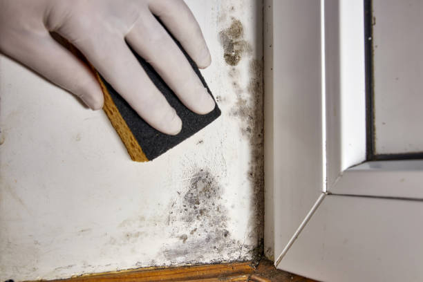 Best Environmental Consulting for Mold Prevention  in USA